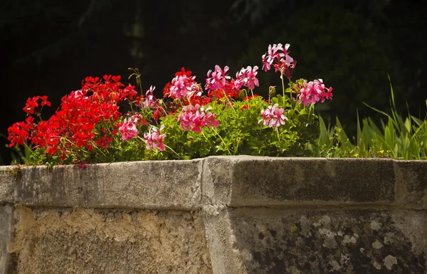 Bloemen in een tuin — Stockfoto