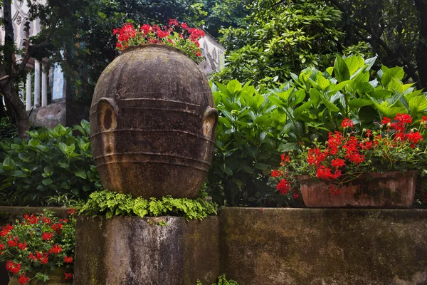 庭の植物は — ストック写真