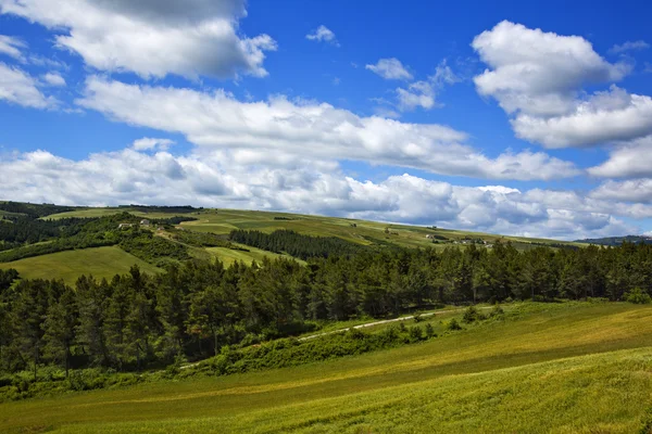 Trees on a hill — Stock Photo, Image