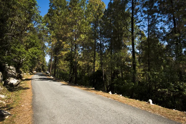 Strada attraverso la foresta, Distretto di Uttarkashi, Uttarakhand, India — Foto Stock