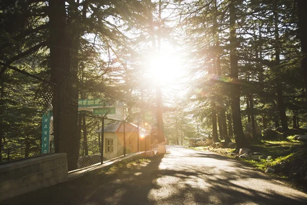 Strada attraverso la foresta sotto il sole splendente, Distretto di Uttarkashi, Utt Foto Stock