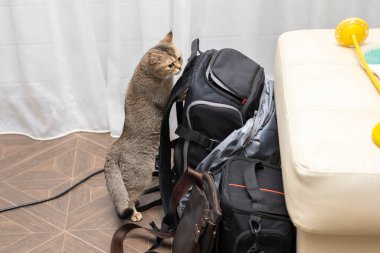 Genç gri bir kedi ilgi ile fotoğraf kabinini keşfediyor.