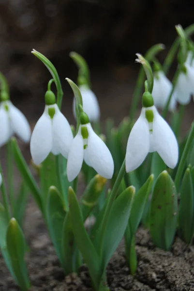 Fiori di bucaneve — Foto Stock