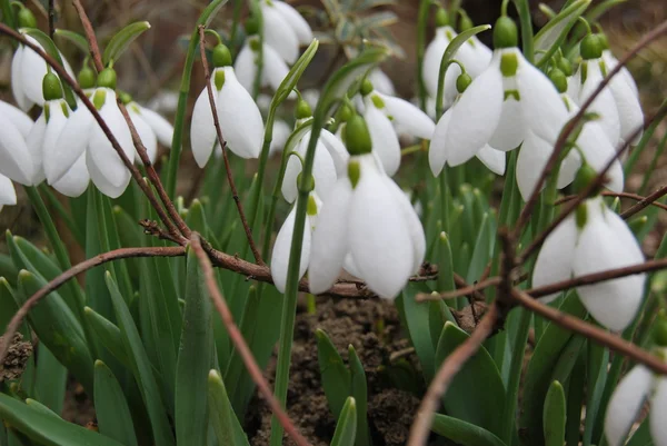 Fleurs blanches de chute de neige — Photo