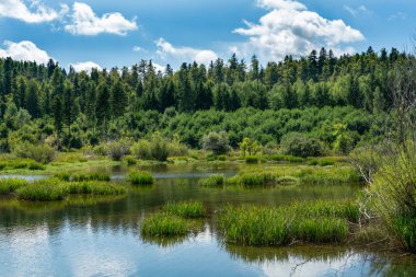 Hırvat dağlarındaki bir gölün üzerindeki orman.