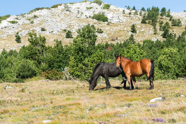 Hırvatistan 'ın otlaklarında bedava koşu atları.