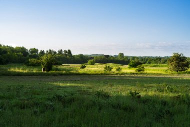 Sabah güneşinde yeşil tarla ve mavi gökyüzü.
