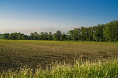 Hasat edilen tarla ve sabah güneşinde mavi gökyüzü.