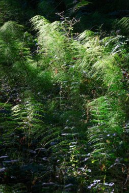 Ormanın çalılıklarında güneşli eğrelti otları.