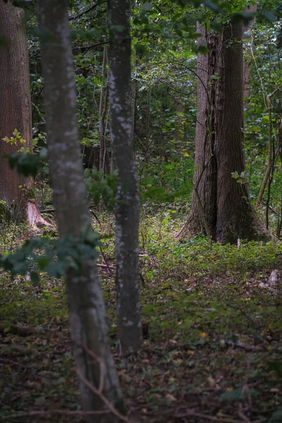 Yaz ormanında ışıklar ve gölgeler.