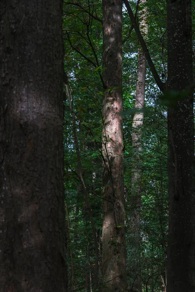 Luces y sombras en un bosque de verano. — Foto de Stock