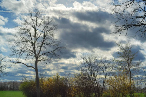 Kahle Bäume Vor Leicht Bewölktem Himmel Gegenlicht Der Sonne — Stockfoto