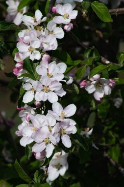 Kiraz çiçeklerinde kiraz ağacı dalı. Seçici odak.