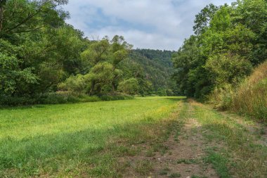 Açık bulutlu gökyüzünün altındaki ağaçlarla dolu bir çayırda. Yaz ortası sahnesi.