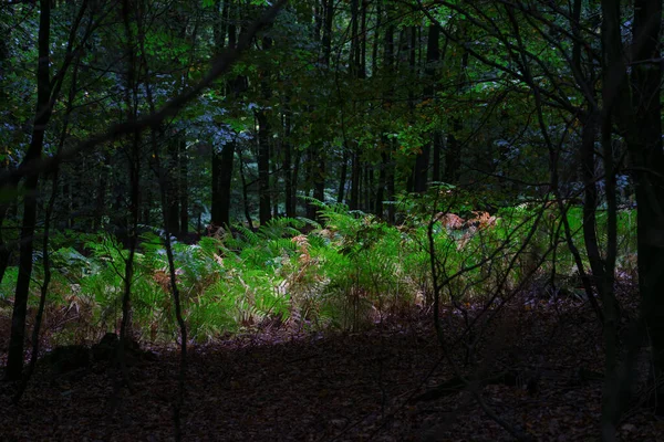 Samambaia Uma Clareira Floresta Escura Verão — Fotografia de Stock