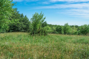Wild meadow amidst bushes on a Croatian plateau.
