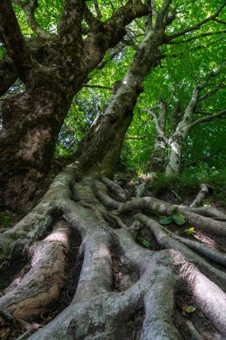 Mighty roots of a tree on a slope in the forest.
