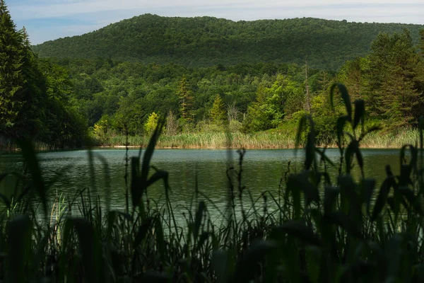 A reed-lined lake set amidst wooded hills. — Stockfoto