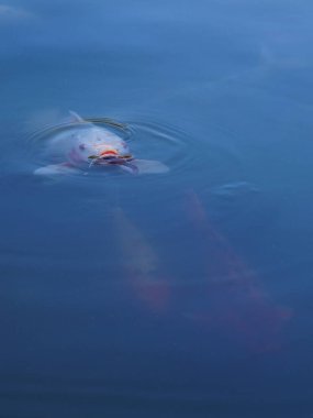 Parktaki göletin yüzeyinde bir koi balığı..