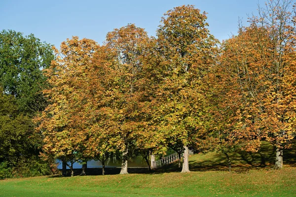 Träd i en park en solig oktober dag. — Stockfoto