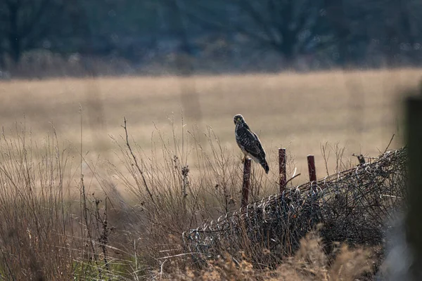 Buzzard on a fence post at the edge of the field. — Stock Photo, Image