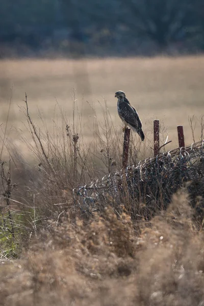 Buitre en un poste de valla en el borde del campo. — Foto de Stock