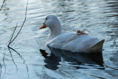 Evcil bir ördek akşam ışığında bir gölde yüzer..