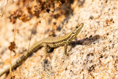 Sıcak akşam ışığında duvar kertenkelesi.