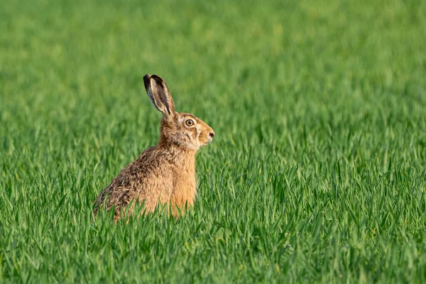 Brown hare in the green field in spring. Close up.