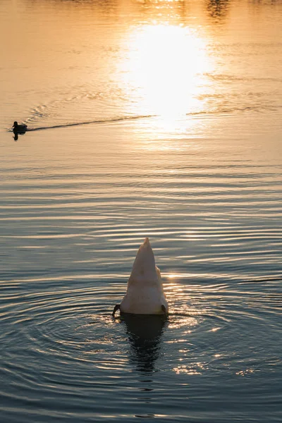 在夕阳西下的时候，在河里潜水的天鹅. — 图库照片