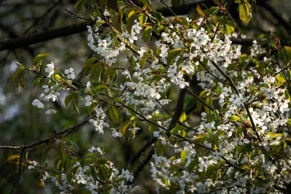 Detail Cherry Tree Full White Blossom Dynamic Close — Zdjęcie stockowe