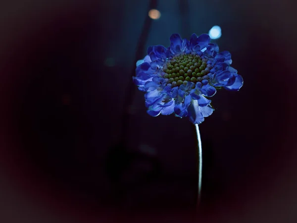 Close up of a scarbiosis in the dark. Edited version.