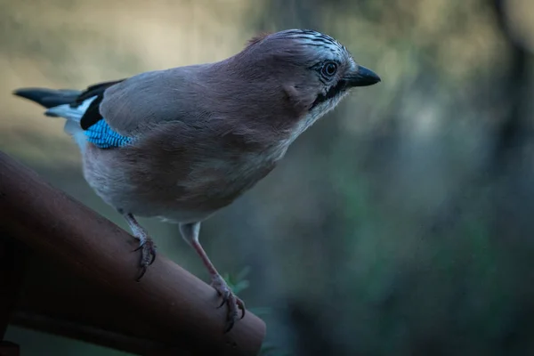 Close up of a european jay on a branch in a bare tree.