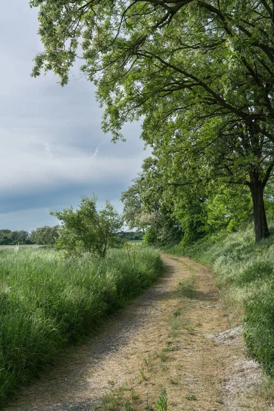 Path along the edge of the field in spring green. Scene from May.