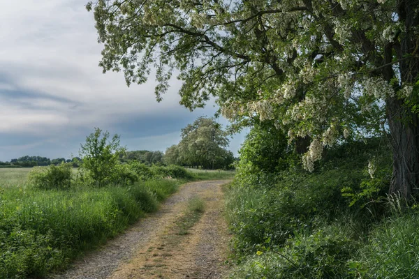 Шлях Вздовж Краю Поля Навесні Зеленим Сцена Травня — стокове фото