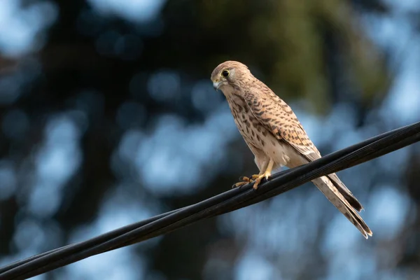 A hawk on a power line watches the area. A summer scene