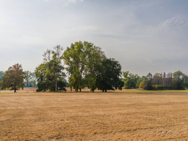 Parched meadow and trees in a meadow landscape in late summer. Drought in Germany.