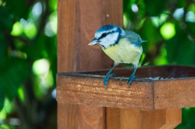 Young blue tit eats grains in the aviary. A summer scene.