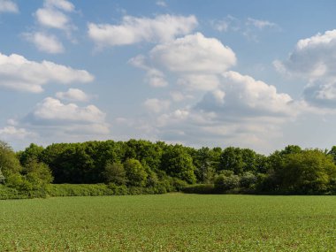 View across a fresh green corn field with young plants in spring.