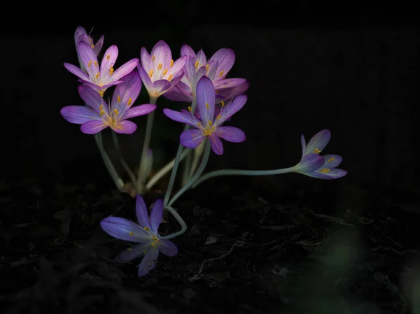 Autumn crocus in the shade of the garden wall. A late summer scene.