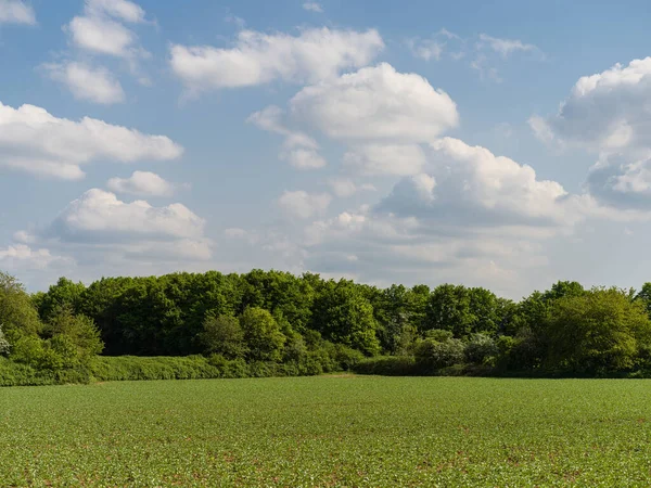 View Fresh Green Corn Field Young Plants Spring — Φωτογραφία Αρχείου