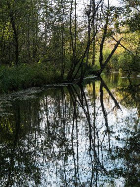 Ormanın ağaçları yazın sonlarında göletin yüzeyini yansıtır..