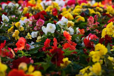 Çiçek denizinin ortasında beyaz bir gül. Seçici odak.