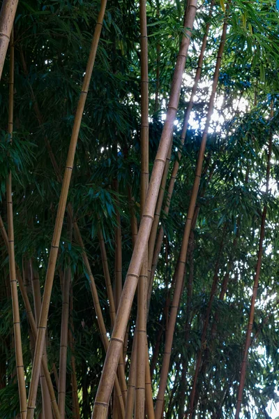 阳光透过竹林的绿色照耀着 低视角 — 图库照片