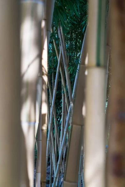 Vista Através Floresta Bambu Emoldurado Por Troncos Foco Seletivo — Fotografia de Stock