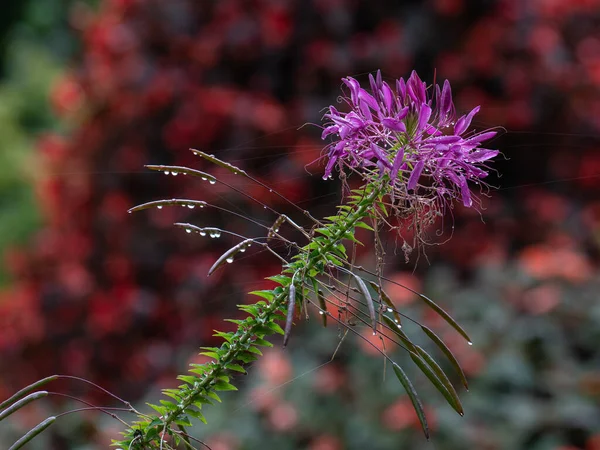 Yağmurlu havalarda çiçek tarhında pembe bir Cleome 'a yakın dur. Yaz sonu sahnesi.
