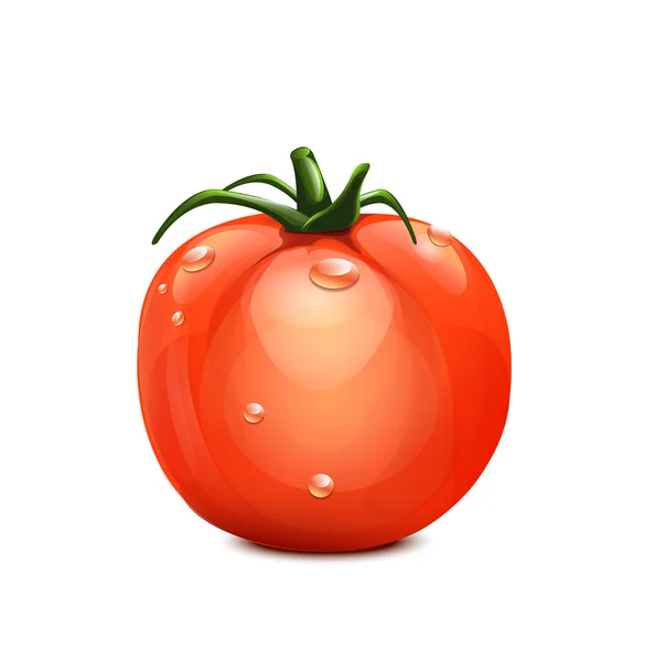 Tomato — Stock Vector