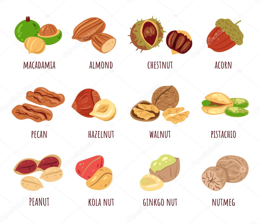 Different nut isolated design element isolated set collection. Vector cartoon hand drawn illustration