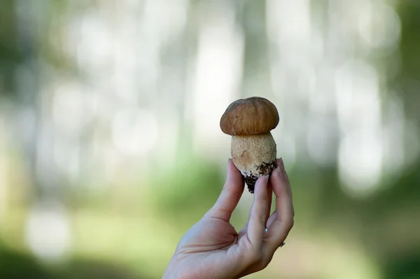 Mushroom — Stock Photo, Image