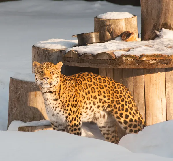 Леопард в зоопарке — стоковое фото